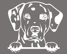 Dalmatian Peeking White Vinyl Graphic Decal Car Window Laptop Notebook Tumbler