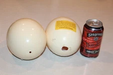 Genuine Ostrich Eggs Shell Blown Empty One Hole Taxidermy Africa Safari Zebra