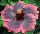 MOOREA FAIRY GIFT Tropical Hibiscus -- Plant in 4.5" pot — photo 1