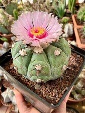 echinocactus horizonthalonius Hyb X Moelleri .