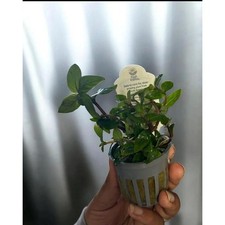 Staurogyne Repens Live Aquarium Plant Easy Foreground Carpet Plant
