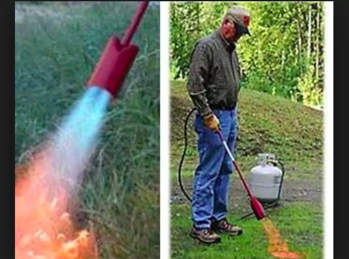 Propane Torch Garden Weeds | Fasci Garden