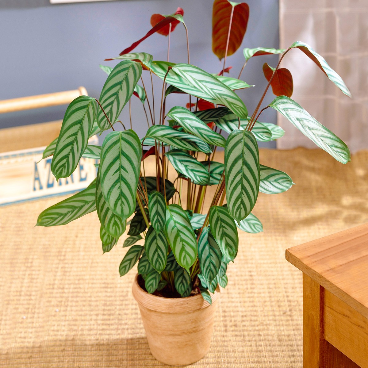 dracena lemon Dracaena Lemon Lime main image 1