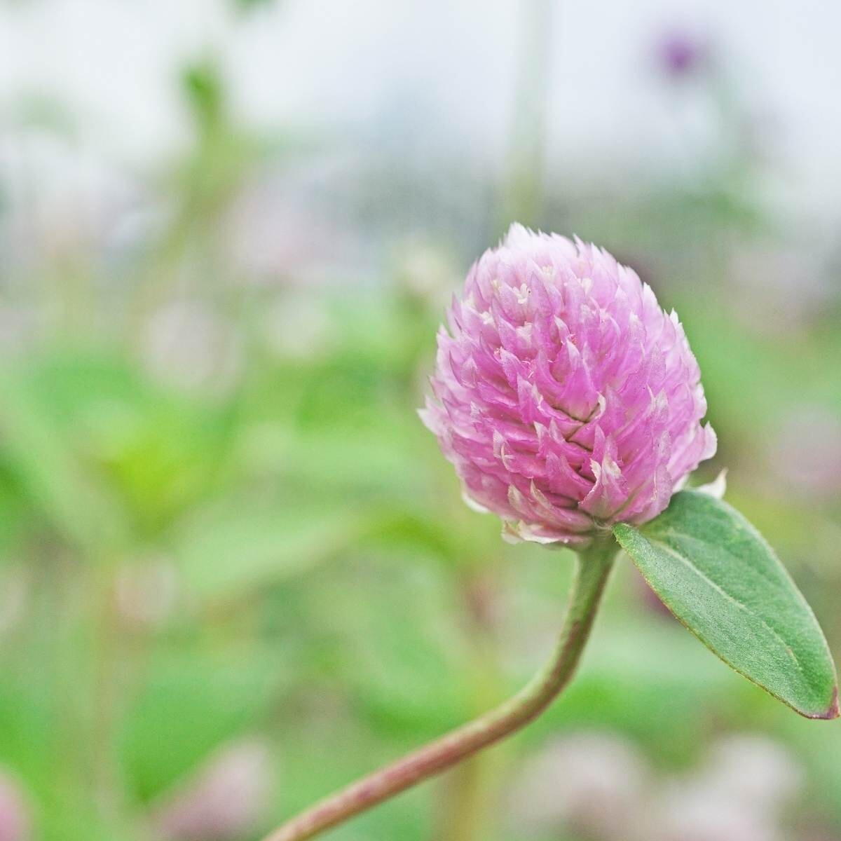 Gomphrena QIS Rose (Gomphrena globosa; Globe Amaranth) 25 Flower Seeds