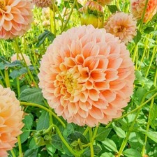 1 - Giant Ball Dahlia SWEET SUZANNE Bulb Tuber Clump  4 Inch  ROUND BLOOMS