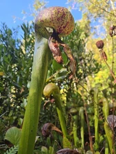 Darlingtonia Californica--25 Seeds (Fresh 2025)-- Coastal Form, Lane County, OR