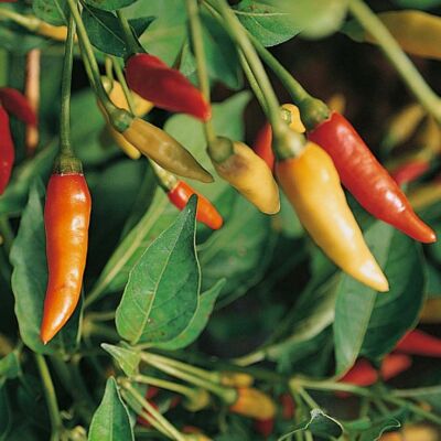 Tabasco Pepper Seeds 30+ Hot Chile Pepper Sauce Spicy Vegetable