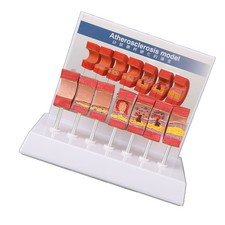 —Artery Anatomical Model Environmentally Friendly PVC Practical 7PCS Computer