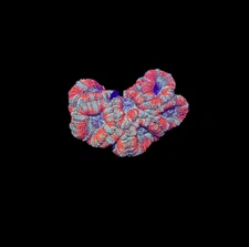 WYSIWYG Red and Green Asian Acan Lord Live Coral Frag SPS LPS Reef Aquarium