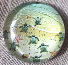 GLASS DOME PIC BUTTON - NEWLY HATCHED BABY TURTLES RUNNING TO THE OCEAN