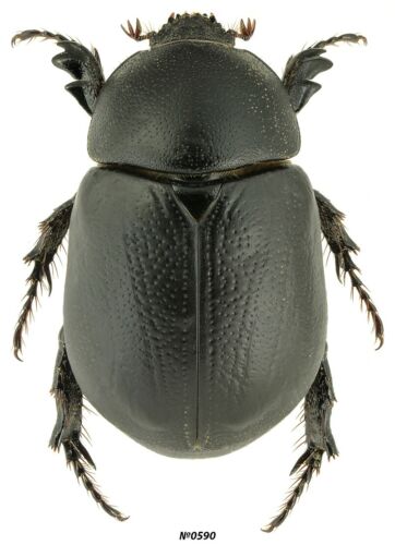 Coleoptera Dynastinae Pentodon sp. Tacchino 19 mm - Foto 1 di 1