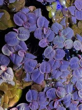 Buy 1 get 1 free - Red root floater 50 leaves, Live Aquarium/aquatic Plant