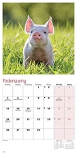 Piglets 2024 Calendar Calendar Book The Fast Free Shipping