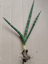 Sansevieria cylindrica | Spear Sansevieria - rooted offsets