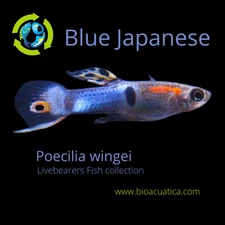 VIBRANT 5 MALE BLUE JAPANESE ENDLERS (Poecilia wingei) STUNNING COLORATION