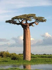 5 Adansonia Grandidieri Seeds, Grandidier's Baobab, Giant Baobab Seeds