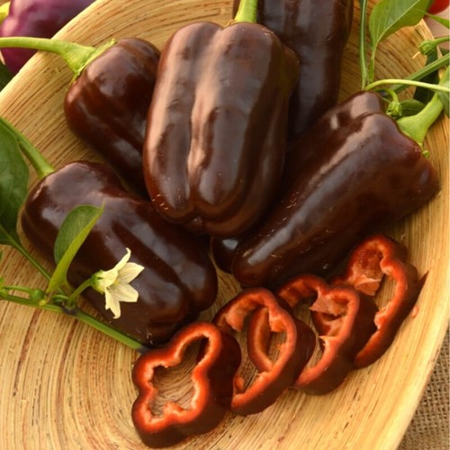   50 Graines de Poivron (doux) – Sweet Chocolate Pepper seeds - Afbeelding 1 van 3