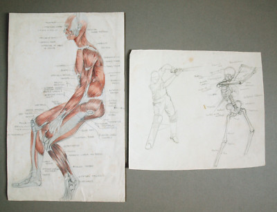 Margaret Hawkes. 2 Seiten Anatomische Zeichnungen, ca. 50er Jahre. Cricketspieler + sitzend.