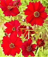 Dwarf Coreopsis Seeds Red Plains Seeds 1,000+ Seeds NON-GMO BUY 4 GET FREE SHIP