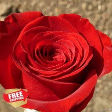 100 Rose Seeds Mixed Colors Rare Flower Garden Planting
