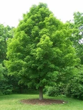 2 - SILVER MAPLE TREE Rooted Plants - GREAT FAST GROWING SHADE TREES - US Seller