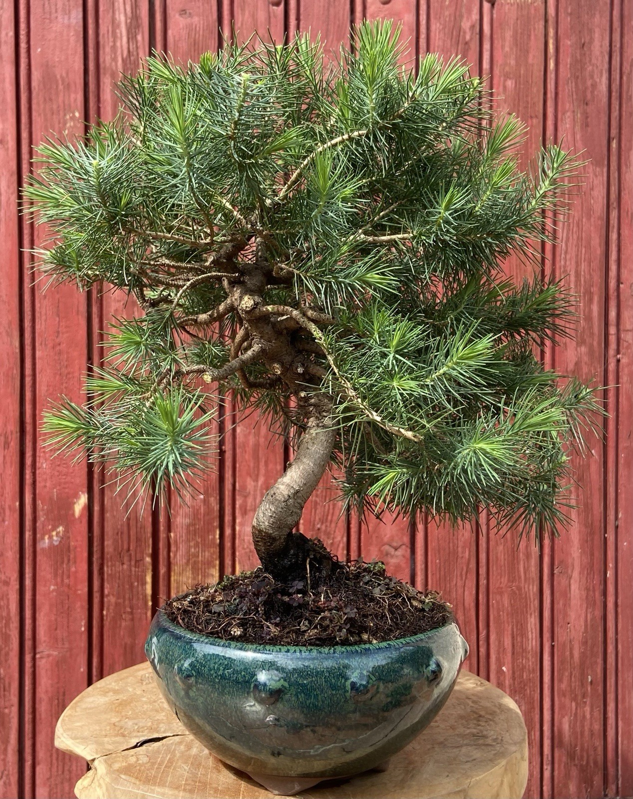Bonsaï Pin d'Alep d'exception 10 ans H38cm | Arbre d'art de structure mature