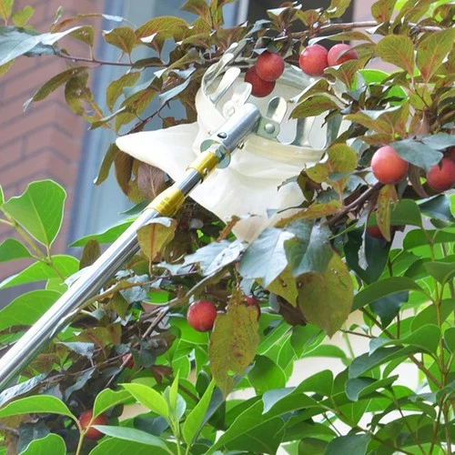 Commercial Stainless Steel Fruit Picker Pole 6.2ft Telescoping Tree Harvest Tool