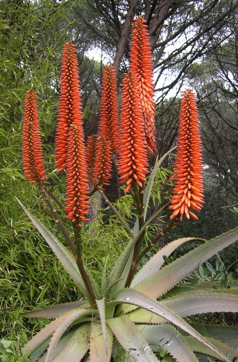 SAMEN die tolle FEUER ALOE eine exotische Pflanze fr Terrasse Wintergarten  Top | eBay