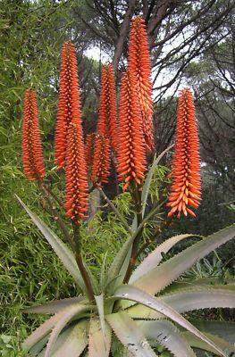 SAMEN die tolle FEUER ALOE eine exotische Pflanze fr Terrasse Wintergarten  Top | eBay.de