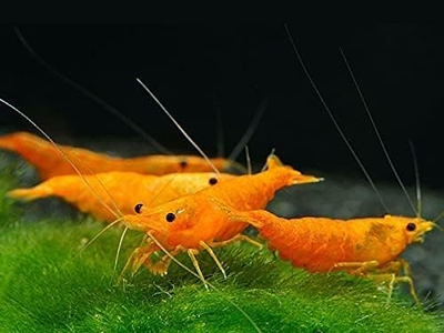 #ad 20Orange Shrimps Neocaridina Live Freshwater Shrimp Aquari USA FREE SHIPPING $33.00