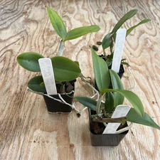 Cattleya Blc Durigan ‘Crater’ X C Landate ‘prince Charming’ 2” Pot