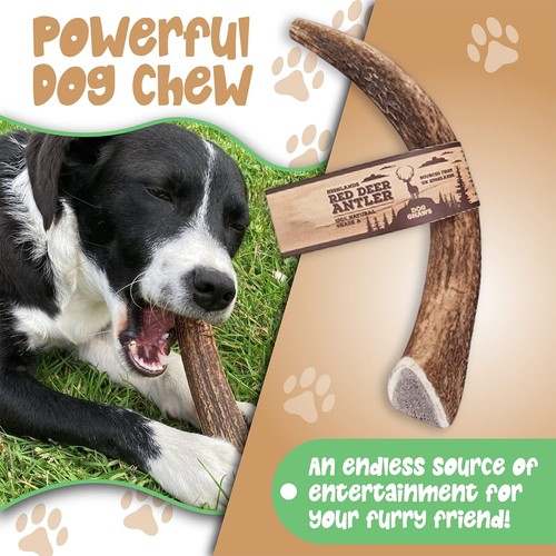 Deer Antlers for Dogs – Large Dog Antler Natural Dog Treats and - Picture 2 of 5