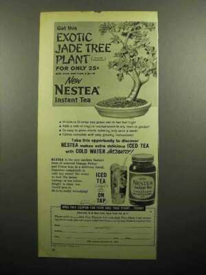 1959 Nestea Instant Tea Ad - Exotic Jade Tree Plant