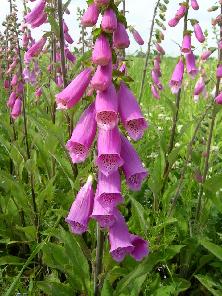 Digitalis purpurea ROTER FINGERHUT Wildform über 200 Samen - Bild 4 von 4