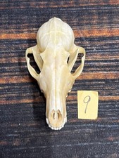 Real Red Fox Unique Animal Mount Halloween Skull Art Craft Mountain Man Canine
