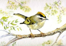 "Roitelet Triple Bandeau", Aquarellmalerei 7"x10"