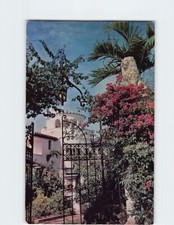 Postcard Blooming Bougainvillea In Sunny Florida USA