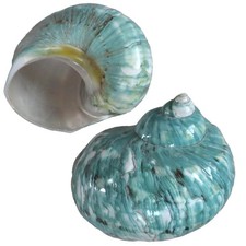 2pcs Large Hermit Crab Shells, XXL Size Opening 1.92.2" Big Hermit Crab Shell...