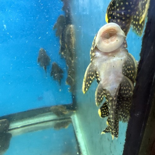 L018 Big Spot Gold Nugget Pleco (Baryancistrus xanthellus) 3 Inch | eBay