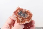 Polished Madagascar Fossil Araucaria 5.1 oz petrified Wood specimen lot #B6 — photo 3