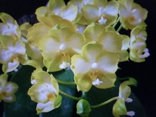 Very Fragrant Orchid Phalaenopsis Phal. KS Jadegreen 'Sweet' KSM-035 In Pot