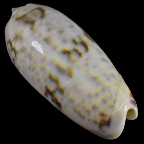 OLIVA MINICAEA (Negros Isl., Philippines) 62.1mm #41342