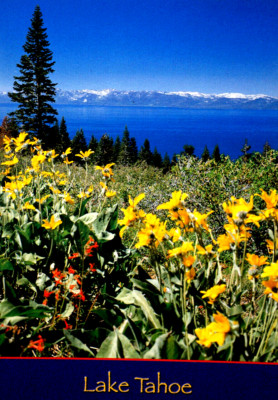 Postkarte Lake Tahoe Sonnenblumenfelder Maultierohren Wyethia Amplexicaulus Berg