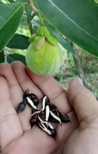 5 pcs OUD tree Seeds