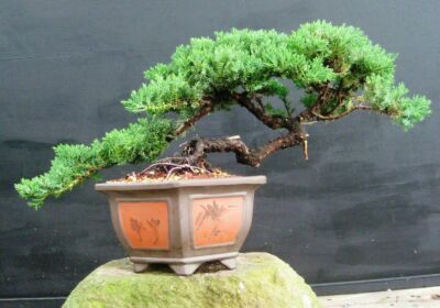 Juniper Bonsai Tree-Small (Juniper Procumbens ''nana'')