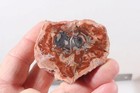 Polished Madagascar Fossil Araucaria 5.1 oz petrified Wood specimen lot #B6 — photo 10