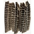 Pfeilfedern Naturfedern Volle Länge Bogenschießen Befiederung DIY Pfeile RW LW