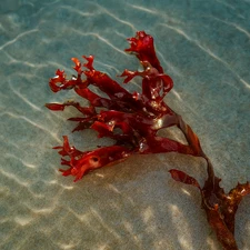 Dragon’s Tongue Macroalgae
