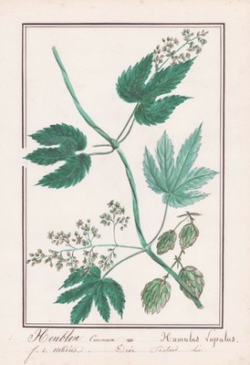 Humulus lupulus hops botany plant botany watercolor watercolor drawing 1830