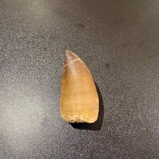 Large Mosasaur Tooth Fossil 50mm Genuine Morocco Cretaceous Display Specimen